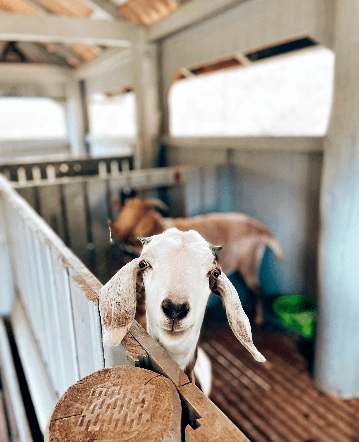 Cabana no airbnb com Mini fazenda com animais para a família